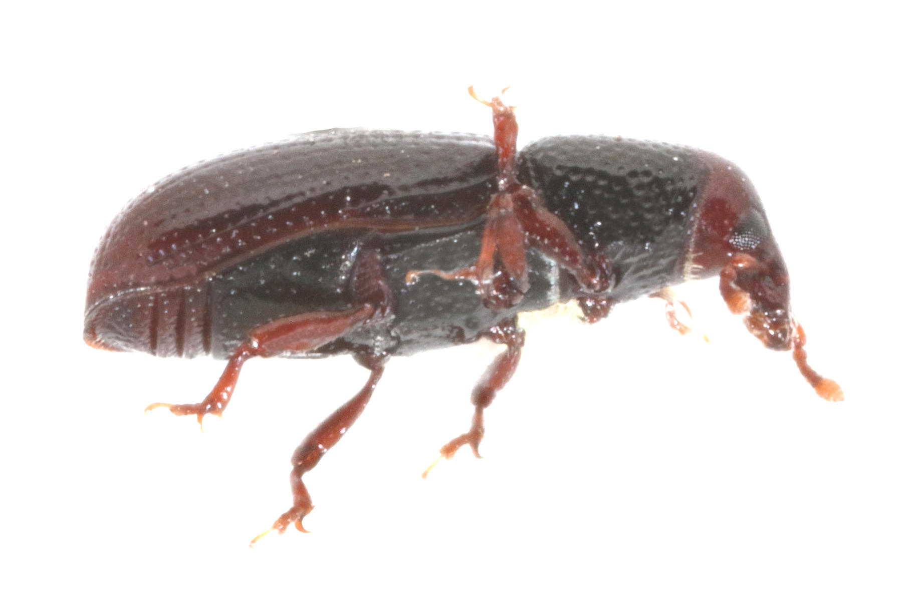 Pseudopentarthrum cunicollis San Cristóbal Island. Specimen housed in the ICCDRS collection (ICCDRS 10014). Photo: María Sol Herrera, CDF, 2024.